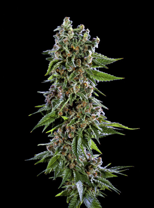 https://weed-seeds.ca/product/blackberry-kush-fem/	

Flowers have vivid colors, with flecks of purple, yellow and black. Expect a chilled out high that is smooth around the edges.