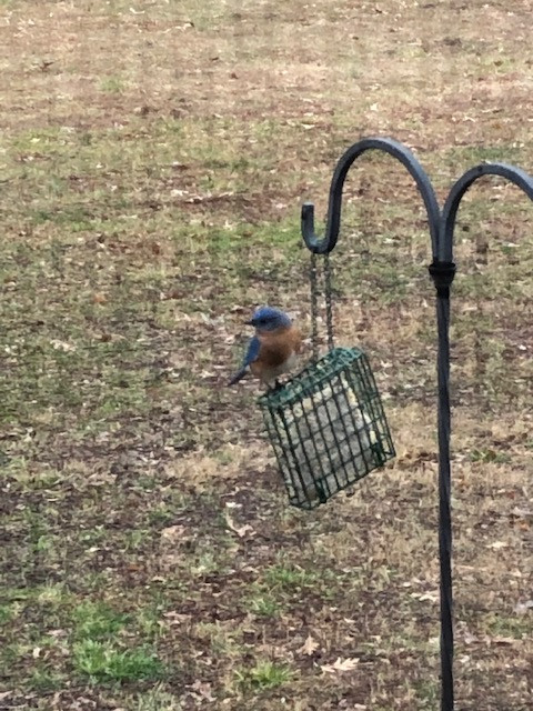 bluebird-at-feeder.jpg