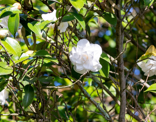 camellia-plant.jpg