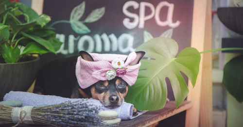 dog-spa.jpg