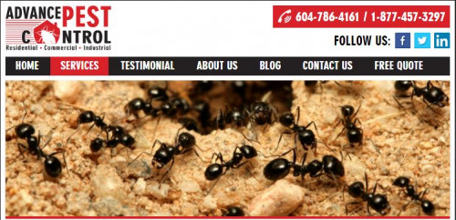 Advance Pest Control offers most effective pest control services in and around Delta, Richmond, Tsawwassen, Burnaby and Surrey. Enquire today for free quote!
Read More:-https://www.advancepest.ca/

#advancepest #antscontrolmission #antscontrolpittmeadows #bedbugcontrolsurrey #bedbugcontrolcoquitlam #bedbugcontroldelta #mousecontrolmapleridge #pestcontrolchilliwack #pestcontrolcoquitlam