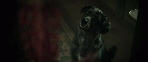 feeddog.gif