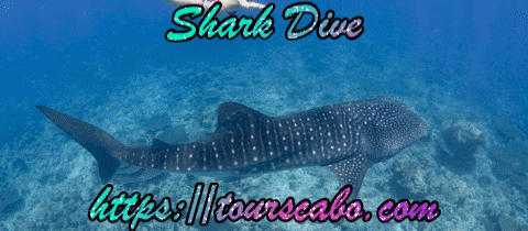A  shark in Cabo is the world's largest fish and you have the chance to dive with them. Make your trip to Cabo more memorable with tours Cabo & diving with that giant fish. https://tourscabo.com/tours/swim-with-a-whale-shark/