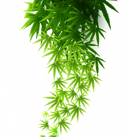 hemp-leaves.png