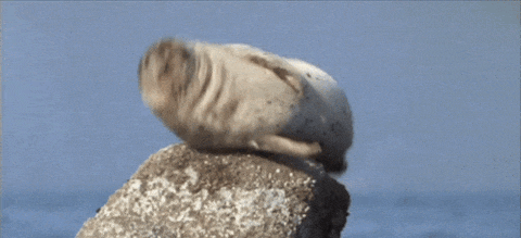 jumpy4_480.gif