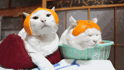 orangecats.gif