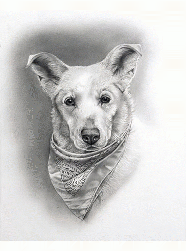 Who can design Pet Portraits from Photo? Contact the professional artist, Michele Amatrula, for creating the splendid paintings of your lovely pet. Dial 844-638-6590.