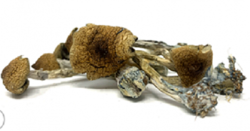 Shrooms now is a reliable online store to buy shrooms online in Canada. You can buy shrooms now with our free express shipping on every order above $ 150!